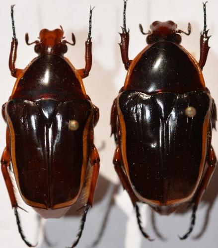 Pantolia flavomarginata